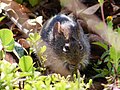 southern cotton rat