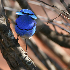 Splendid Fairywren