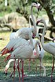 Image 31Greater flamingos (Phoenicopterus roseus) are native to Bahrain. (from Bahrain)