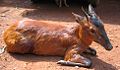 black-fronted duiker