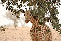 Giraffa camelopardalis peralta