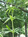 Lilium michiganense stem