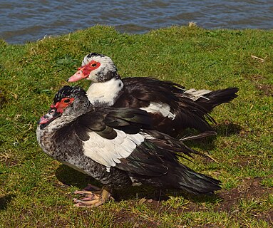 Patos Muscovy