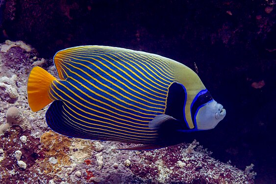 Emperor angelfish by Diego Delso