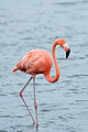 American flamingo