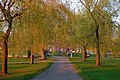 Le chemin des saules de Salem (Salem Willows Path)