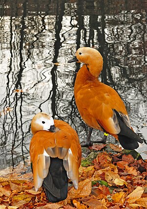 Ruddy shelduck