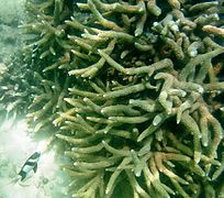 Acropora muricata