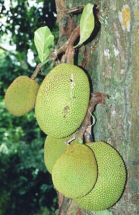 Frutos de Artocarpus heterophyllus