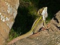 Brown Basilisk in the sanctuary