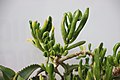 Crassula ovata 'Monstruosa' во Ботаничката градина на ПМФ во Скопје