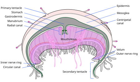 Jellyfish