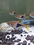 Thumbnail for Harlequin rasbora