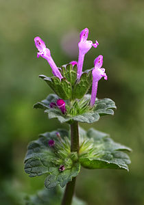 Lamium amplexicaule (Henbit Dead-nettle)