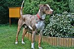 A mottled brown dog with a white chest faces right. It wears a red collar.