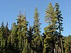 Several pines emerging from a solid treeline, with a clear blue sky in the background.