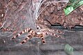 Poecilotheria regalis