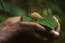 ස්පෙක්ට්‍රල් පිග්මි චැමේලියන්