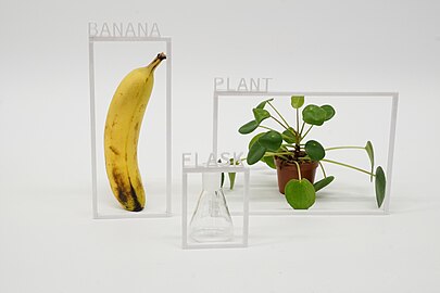 The artist has placed frames around everyday objects—a banana, plant, and flask and labeled them on a white background