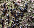 Colony of Cinara piceae on Picea abies