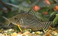 Sterbas Panzerwels (Corydoras sterbai)