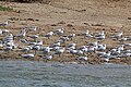 Kazinga Channel, Uganda