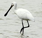 Sumaɣ kahʋlʋmaɣ (Indian Spoonbill)