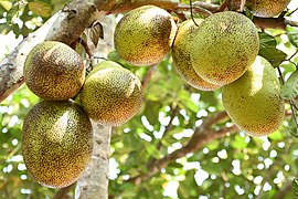 Frutos da jaqueira, em plantação na Índia