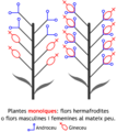 Plantes monoiques