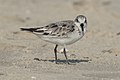 Sanderling on the island of Amrum, Schleswig-Holstein