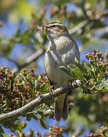 קנית פסים נושאת מזון במקורה. שמורת RSPB באוטמור, בריטניה