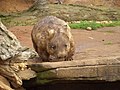 Vombat la Grădina Zoologică Melbourne