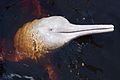 Amazon river dolphin (Inia geoffrensis)