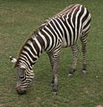 Grant's Zebra