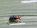 Miniatuurafbeelding voor de versie van 20 feb 2013 16:45