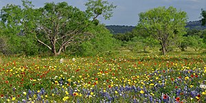 Wildflowers on ranchland, State Highway 965, Llano County (13 April 2012)