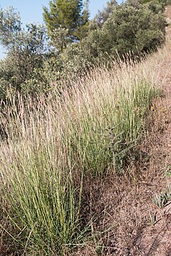 Бородач звичайний (Bothriochloa ischaemum)