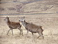 Rothirschkuh mit Kalb in den Highlands