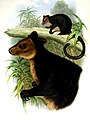 ursine tree-kangaroo