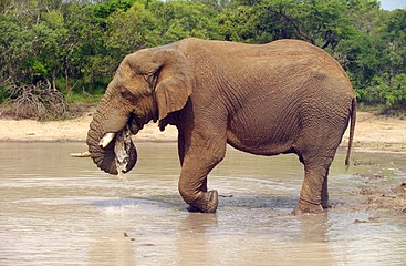 'n Savanne-olifant drink water in die Krugerwildtuin, Suid-Afrika