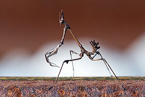 #7: A conehead mantis (Empusa pennata) – Attribution: Redpit7 (CC BY-SA 4.0)