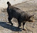 Gato Bobtail Japonés cun sue pequeinha cauda.