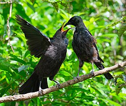 Parent feeding juvenile