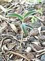 A young olive plant, germinated from a seed