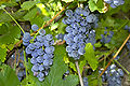 Hrozny révy americké (Vitis labrusca)