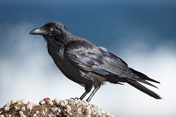 Australian raven (Corvus coronoides)