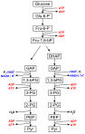 Ablauf der Glykolyse