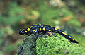 Salamander Foto: Marek Szczepanek