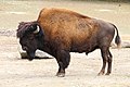 American bison