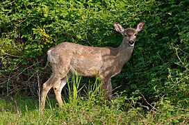 Odocoileus virginianus[84]